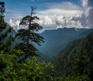Ayubia Nathia Gali Tour 34 1