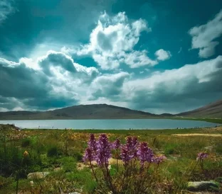 sheosar deosai min 1 e1727878226890 600x600 1